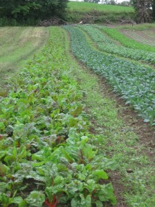 veggiesatwindflowerfarm